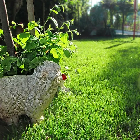 Ladybird Pola